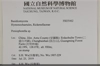 擬筍殼菌屬藏品圖，第2張