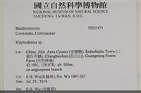 絲皮菌屬藏品圖，第2張