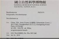 齒耳菌屬藏品圖，第2張
