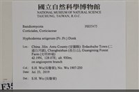 剛毛絲皮菌藏品圖，第2張