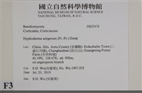 剛毛絲皮菌藏品圖，第2張
