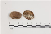 登錄號:F0035481藏品圖，第1張
