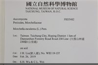 美味羊肚菌藏品圖，第2張