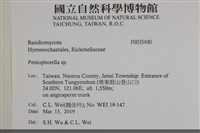 擬筍殼菌屬藏品圖，第2張