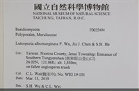 白邊黃孔菌藏品圖，第2張