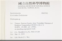 擬射脈菌屬藏品圖，第2張