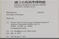 射脈菌屬藏品圖，第2張