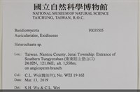 刺皮菌屬藏品圖，第2張