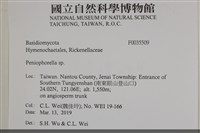 擬筍殼菌屬藏品圖，第2張