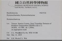 刺革菌屬藏品圖，第2張