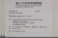 剛毛絲皮菌藏品圖，第2張