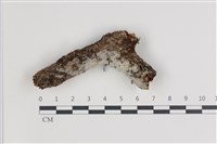 剛毛絲皮菌藏品圖，第1張