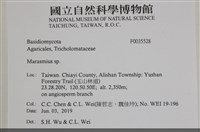 小皮傘屬藏品圖，第2張