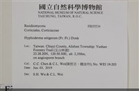 剛毛絲皮菌藏品圖，第2張