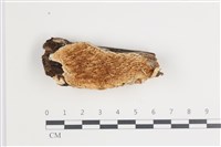 登錄號:F0035538藏品圖，第1張