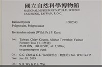 煙管菌藏品圖，第2張