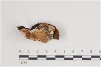 登錄號:F0035549藏品圖，第1張