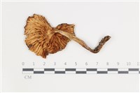 登錄號:F0035551藏品圖，第3張