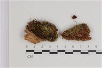 登錄號:F0035552藏品圖，第1張