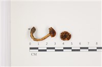 登錄號:F0035553藏品圖，第1張