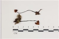 登錄號:F0035557藏品圖，第1張