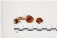 登錄號:F0035563藏品圖，第1張