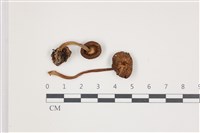 登錄號:F0035564藏品圖，第1張