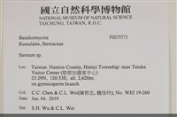 韌革菌屬藏品圖，第2張