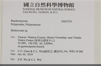 骨皮菌屬藏品圖，第2張