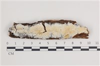 骨皮菌屬藏品圖，第1張