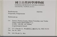 骨皮菌屬藏品圖，第2張