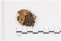 登錄號:F0035585藏品圖，第3張