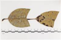 登錄號:F0035600藏品圖，第1張
