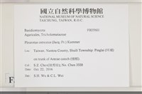 糙皮側耳藏品圖，第2張