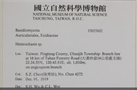刺皮菌屬藏品圖，第2張
