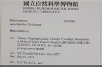 刺皮菌屬藏品圖，第2張
