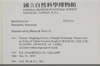 蠔韌革菌藏品圖，第2張