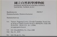 刺革菌屬藏品圖，第2張