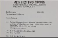 刺皮菌屬藏品圖，第2張