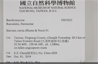 蠔韌革菌藏品圖，第2張