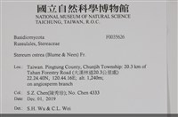 蠔韌革菌藏品圖，第2張