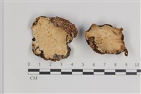 登錄號:F0035644藏品圖，第1張