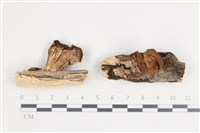 登錄號:F0035646藏品圖，第1張