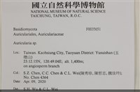 木耳屬藏品圖，第2張