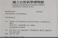 木耳屬藏品圖，第2張