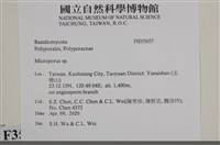 小孔菌屬藏品圖，第2張
