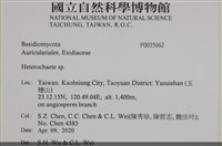 刺皮菌屬藏品圖，第2張