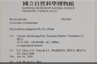 剛毛絲皮菌藏品圖，第2張