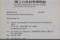 刺革菌屬藏品圖，第2張