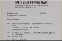 刺皮菌屬藏品圖，第2張